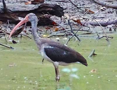 Ibis in a coastal forest Camden, GA