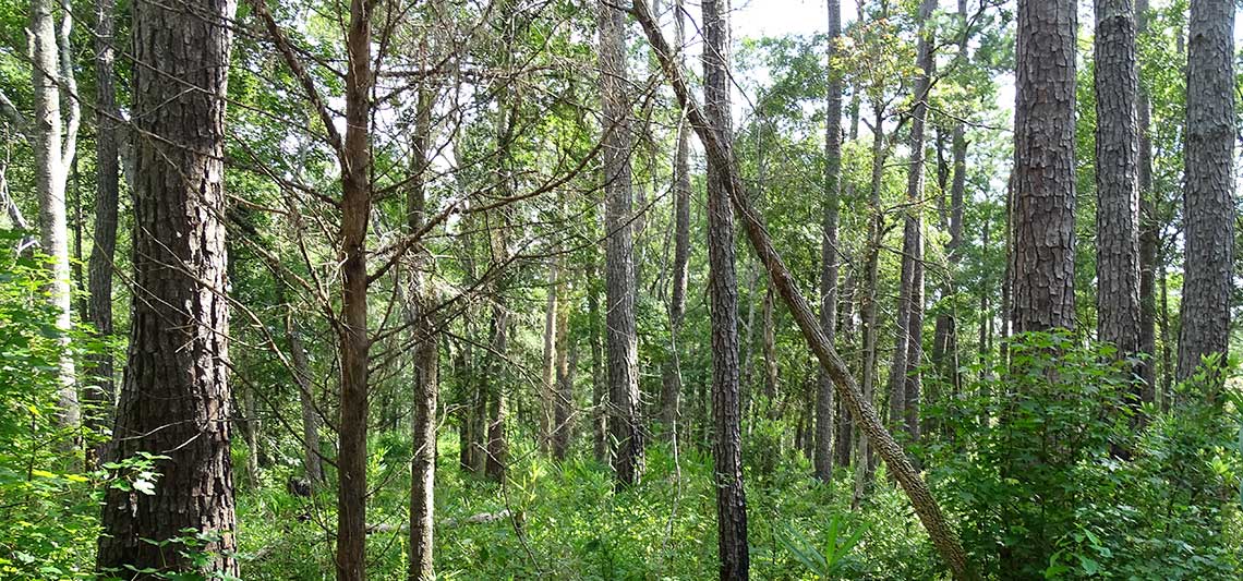We map natural assets to create green infrastructure plans and green prints. Coastal Forest, Camden County, GA